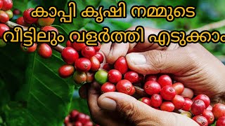 How to Grow Coffee Plants at Home  Tips of Coffee Plant Growing at Thrissur  കാപ്പി കൃഷി [upl. by Florinda]