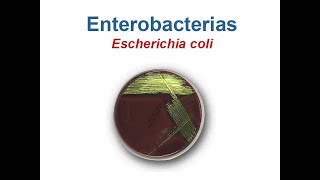 Enterobacterias E coli [upl. by Dorry937]