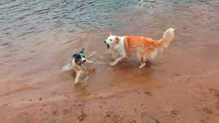 Border Collies Misty and Saron cooling off [upl. by Nnagem]