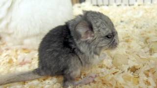 Chinchilla Christmas Baby [upl. by Sumaes]