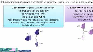 Rybosomy – Budowa Komórki  KOREPETYCJE z BIOLOGII – 332 [upl. by Obala]