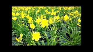 Best Perennials Hemerocallis Happy Returns Daylily [upl. by Artep]