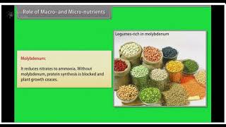 Mineral Nutrition in Plants Understanding Nutrient Requirements and Deficiency Symptoms [upl. by Anol]