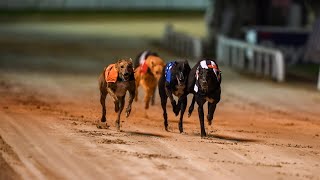 Greyhound racing has become an ‘easy target’ for activists [upl. by Odnomra]