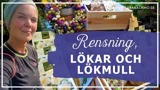 Rensning lökar och lökmull [upl. by Ettessil439]