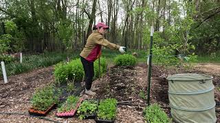 planting cut flowers [upl. by Tilly]