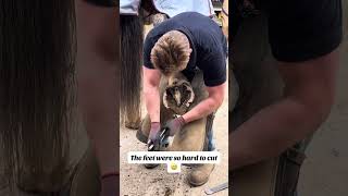 farrier horses satisfying explore foryou equestrian hoof satisfyingvideo fypシ [upl. by Mendes92]