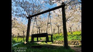 The Alnwick Garden 2019 Cherry Blossom Watch [upl. by Laeynad]