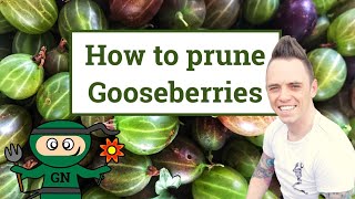 How amp when to prune gooseberries the beginners guide [upl. by Gitt]