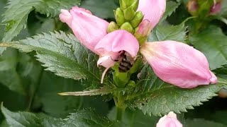 Bumblebees working the Chelone [upl. by Lira]