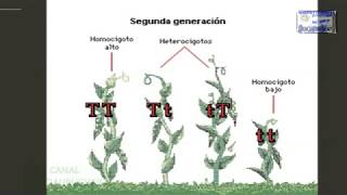 GENETICA DE MENDEL O MENDELIANA REPRESENTACION ANIMADA [upl. by Gorey]