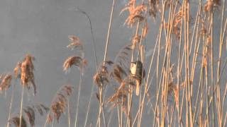 Trzciniak  Acrocephalus arundinaceus  Great reed warbler [upl. by Natalina357]