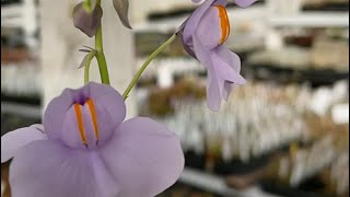 Giant bladderwort Utricularia cornigera [upl. by Kyred34]