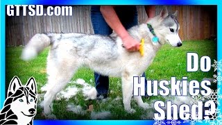 How much do Huskies SHED  FURminator Siberian Husky [upl. by Akirehc882]