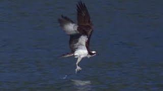 Osprey Hunts Fish in Slow Motion  Earth Unplugged [upl. by Anauqed896]