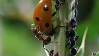 Crazy Ant Farmers  Weird Nature  BBC Studios [upl. by Euqinim]