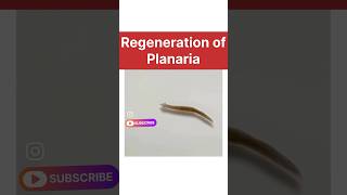 regeneration of planaria real life  how do organisms reproduce class 10 biology learn class10 [upl. by Ruffina74]