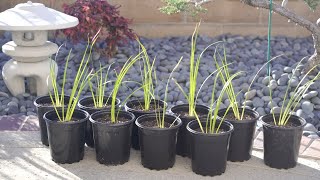 Acorus Gramineus Japanese Sweet Flag Ornamental Grass for Asian Zen Gardens March 2021 4K ASMR [upl. by Moht]