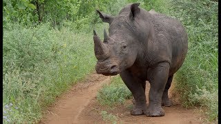 “The Special Northern Five Species” Amazing Wildlife Safari in Meru National Park Kenya 2018 4K [upl. by Lika908]