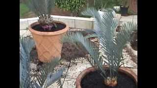 How to transplant Cycads and Suckers [upl. by Otilesoj]