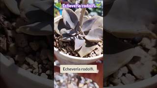 Echeveria rodolfi🥰🌱 [upl. by Rubinstein141]