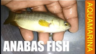 Anabas Fish  Climbing perch  Anabas testudineus hands on detail video  Aquamarina [upl. by Uaeb]