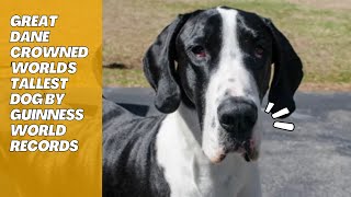 Great Dane Crowned Worlds Tallest Dog by Guinness World Records [upl. by Lipscomb]