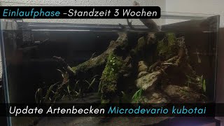 Einlaufphase Standzeit 3 Wochen Microdevario kubotai Artenbecken aquarium aquaristik [upl. by Weikert]