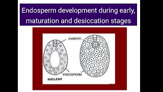 Endosperm development  Early Maturation Dessication stages [upl. by Refinnaj]