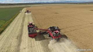 2016 CanolaSeeding to Harvest in Southern Alberta [upl. by Adaven]