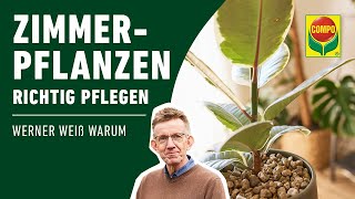 Zimmerpflanzen pflegen Standort  Gießen  Düngen  Schädlinge bekämpfen  COMPO [upl. by Asen603]