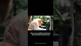 True Facts About The Proboscis Monkey everyone animal mrbeast follow foryou short shorts [upl. by Aciamaj]