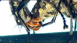 FLESH FLY Sarcophagidae mating Macro Educational Nature Science Detailed closeup [upl. by Janeczka557]