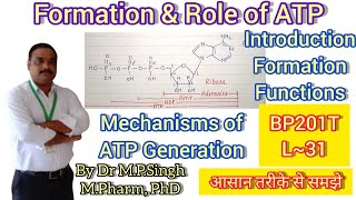 Formation and Role of ATP Adenosine Triphosphate  Human Anatomy amp PhysiologyII  BP201T  L31 [upl. by Antipus536]