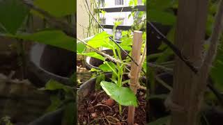 BALCONY GARDEN UPDATE Tamil click above for full video [upl. by Meghan]