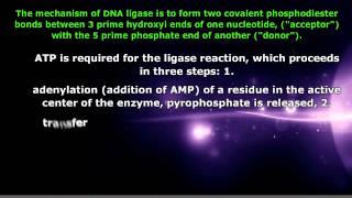 AP Biology  DNA Ligase and its Function [upl. by Berkeley]