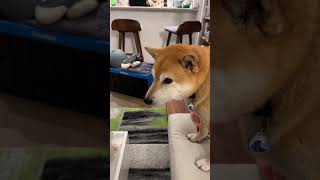 Shiba Has Ultra Instinct [upl. by Torry91]