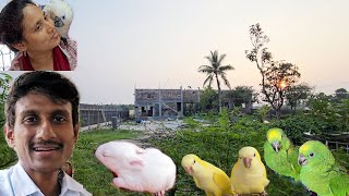 New Babies At Our New Farm  Eclectus Parrot At Our Old Farm [upl. by Aural382]