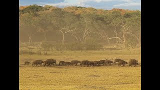 Cape Buffalo Migration [upl. by Nerrual648]