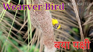 बया के घोंसलेweaver birdWeaver bird nestbhaiya ke ghosleweaver bird making nest weaver bird [upl. by Canning]