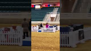 Eastcoast Miniature horse Show Liberty Class [upl. by Araic306]