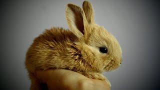 ✅TOP 10 sunete de iepure🐰Cum țipă un iepure🐇Sunetul iepurelui🔊 ce sunet face un iepure de câmp 🐇🐰 [upl. by Seda910]