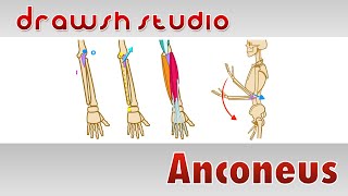 The Anconeus Muscle [upl. by Deevan]