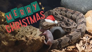 Baby Venomous Rattlesnake Christmas Feeding [upl. by Bronwyn674]