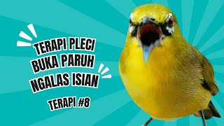 Terapi Pleci Agar Buka Paruh Gacor Ngalas Isian PleciGacor8 [upl. by Eimme]