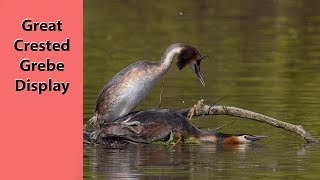 Filming the Greatcrested grebe weed dance display [upl. by Pammie725]