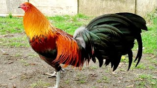 ROOSTER CROWING VIDEOS 🐓 ROOSTER SOUND 🐔 BEST [upl. by Akilam631]