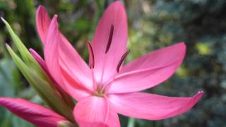 River lily  Schizostylis coccinea  Kaffir Lily  Vetrarlilja  Laukplanta [upl. by Natan]