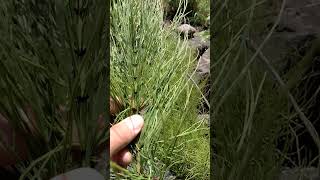 Equisetum AKA Scouring Rush [upl. by Kliber]