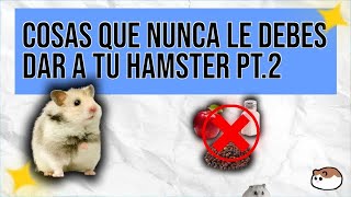 Cosas que NUNCA debes dar a tus hamsters Pt 2  Hamster Party [upl. by Htezil]